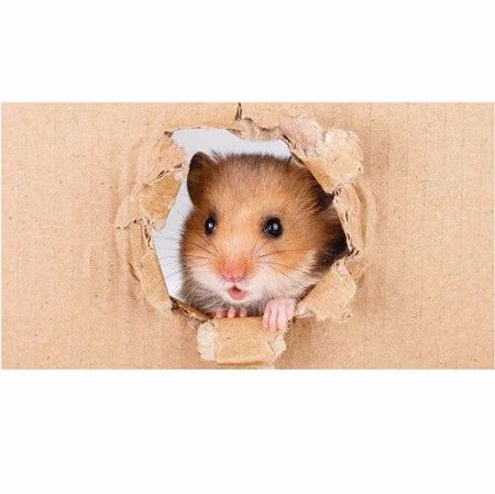 Hình ảnh cho danh mục Hamster