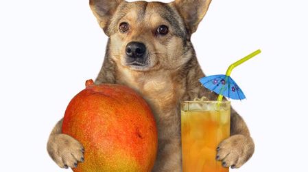 Hình ảnh cho danh mục Gâu Gâu